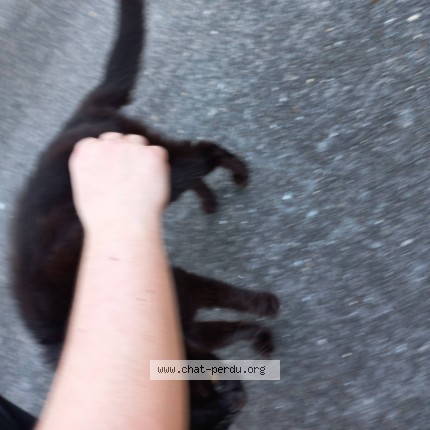 Photo 1/1 Chat trouvé Trouvé à Talence