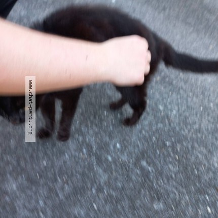 Photo 1/1 Chat trouvé Trouvé à Talence