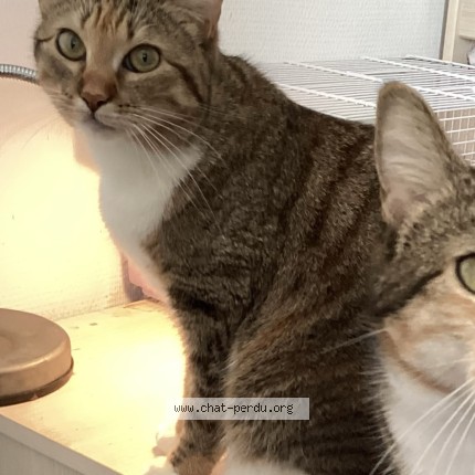 Photo 1/1 zelda Chat perdu à Labenne