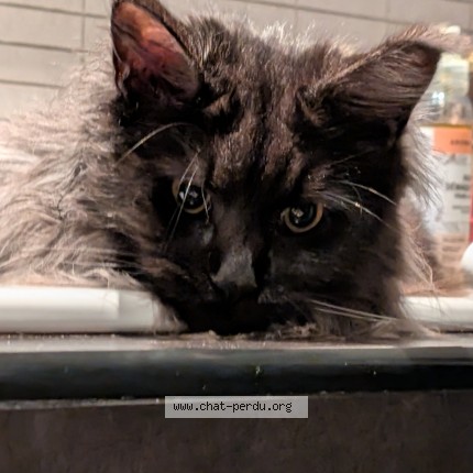 Photo 1/1 onyx Chat perdu à Fuveau