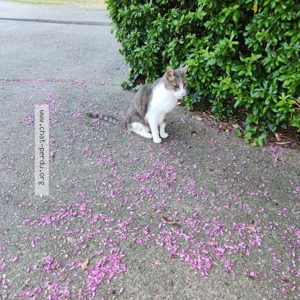 Photo de chat trouvé à Evry