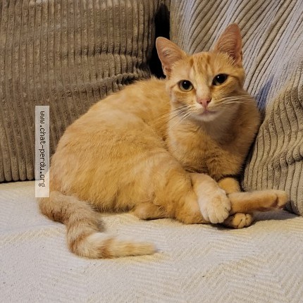 Photo 1/2 Harley Chat perdu à La trinite surzur