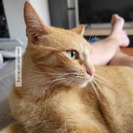 Photo 2/2 Harley Chat perdu à La trinite surzur