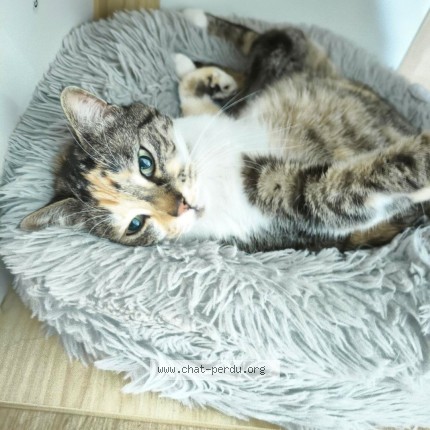 Photo de chat perdu à Val De Laurence Limoge