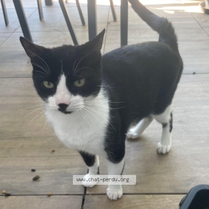 Photo 1/1 Chat trouvé Trouvé à Montpellier