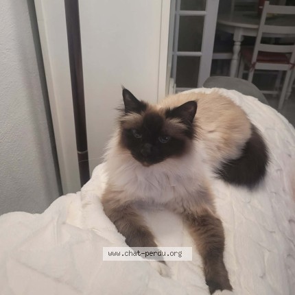 Photo 1/1 Noumie Chat perdu à La ville aux dames