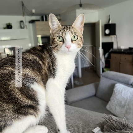 Photo de chat perdu à Castelnau D Estretefonds