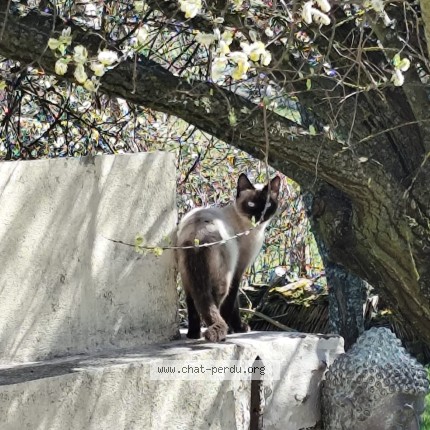 Photo 1/1 Chat trouvé Trouvé à Coutanzouce