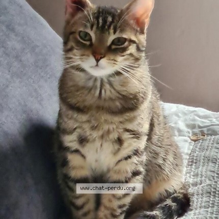 Photo 1/1 Charly Chat perdu à Feche l eglise