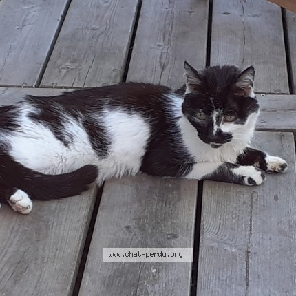 Photo de chat trouvé à Saint Medard En Jalles