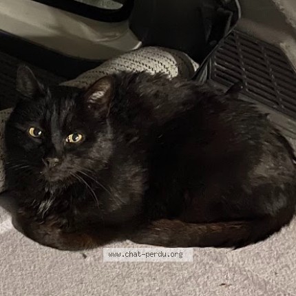 Photo 1/1 Noiraud Chat perdu à Neung sur beuvron