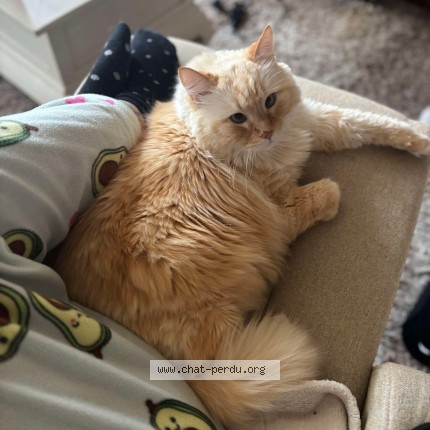 Photo 1/1 Eden Chat perdu à Albi