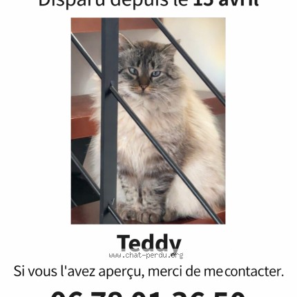 Photo 1/1 teddy Chat perdu à Hiis
