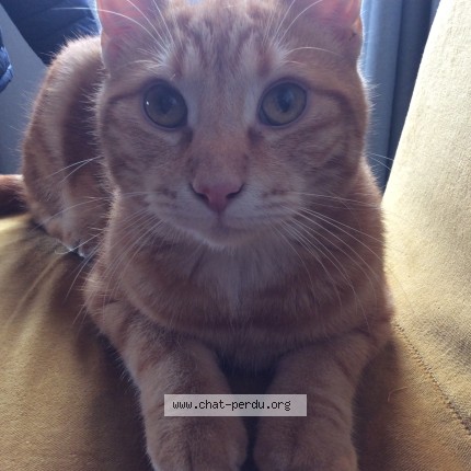 Photo 1/1 mimi Chat perdu à Brindas