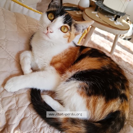 Photo 1/1 Daisy Chat perdu à Perpignan