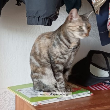 Photo 1/1 Saphir Chat perdu à Gradignan