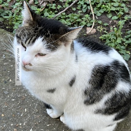 Photo 1/1 Bijou Chat perdu à Antony
