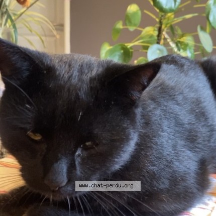 Photo 1/1 MoonCake Chat perdu à Villeneuve sur lot