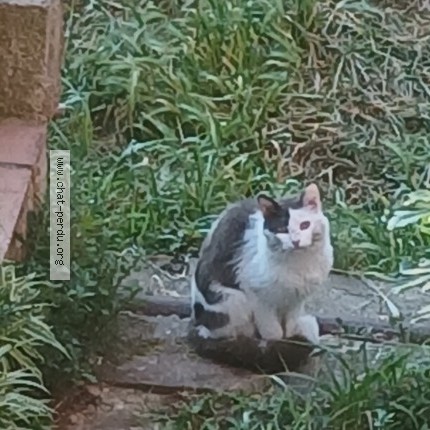 Photo 1/1 Chat trouvé Trouvé à Pia