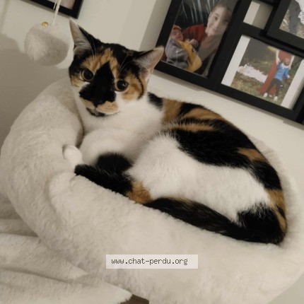 Photo 1/1 Amour Chat perdu à Andouille