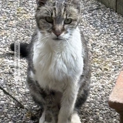 Photo de chat trouvé à Talence