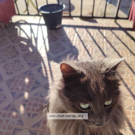 Photo 1/1 mimi Chat perdu à Aimargues