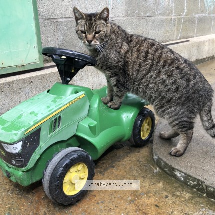 Photo 1/1 Raoul Chat perdu à Niort