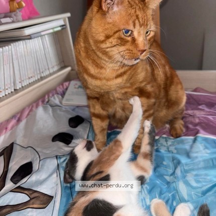 Photo 1/1 Litchi Chat perdu à Gerstheim