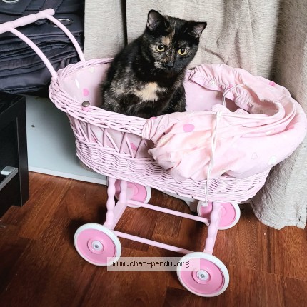 Photo 1/1 minette Chat perdu à Gap