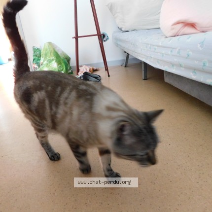 Photo 2/2 Pablo Chat perdu à Cornimont