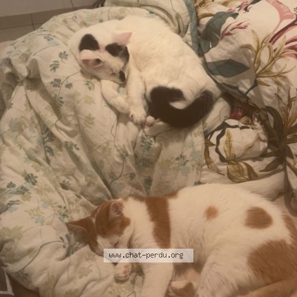 Photo 2/2 neko Chat perdu à Volmerange les mines