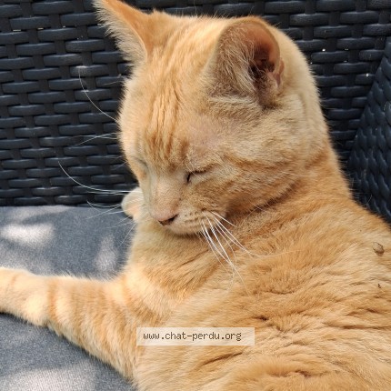 Photo 1/1 JUNIOR Chat perdu à Basse goulaine
