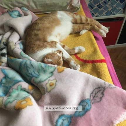 Photo 1/1 GALAXI Chat perdu à Paris