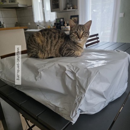 Photo de chat perdu à Seyssinet Pariset