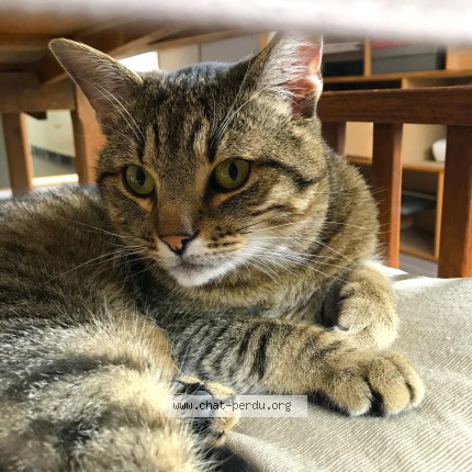 Photo de chat perdu à Redu