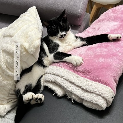 Photo de chat perdu à Gif Sur Yvette