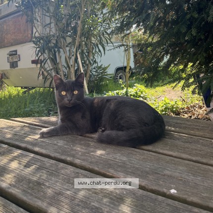 Photo 1/1 AZI Chat perdu à Chatellerault