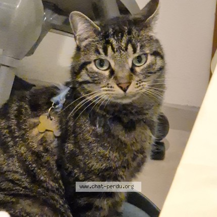 Photo de chat perdu à Acheres