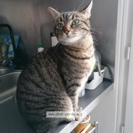 Photo de chat perdu à Cugnaux