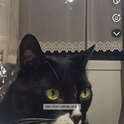 Photo 1/1 zoro Chat perdu à Paris