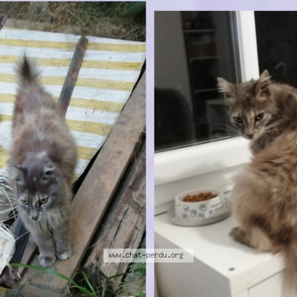 Photo 1/1 Chat retrouvé Perdu à Sauveterre Du Gard