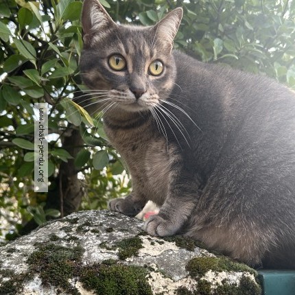 Photo 1/1 milky Chat perdu à Toulouse