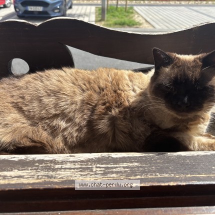 Photo de chat trouvé à Raismes