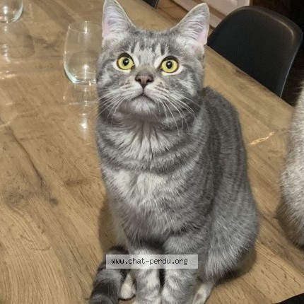 Photo 1/1 Gordon Chat perdu à Monchy saint eloi