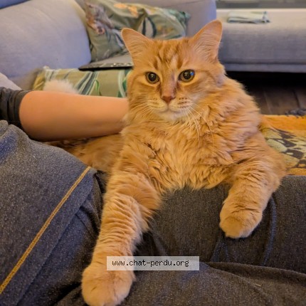 Photo 2/2 Roucky Chat perdu à Vandoncourt