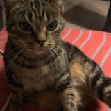 Naya