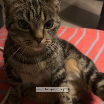 Photo de chat perdu à Auderghem