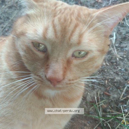 Photo 1/1 Tigrou Chat perdu à Trelissac