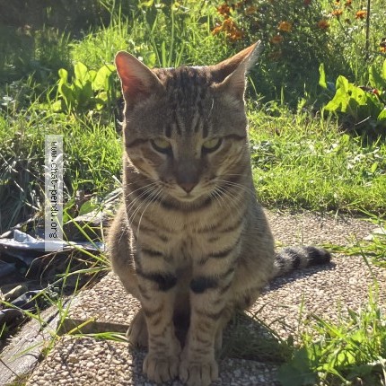 Photo de chat perdu à Chevilly Larue