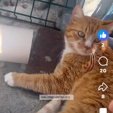 Photo de chat perdu à Montgiscard